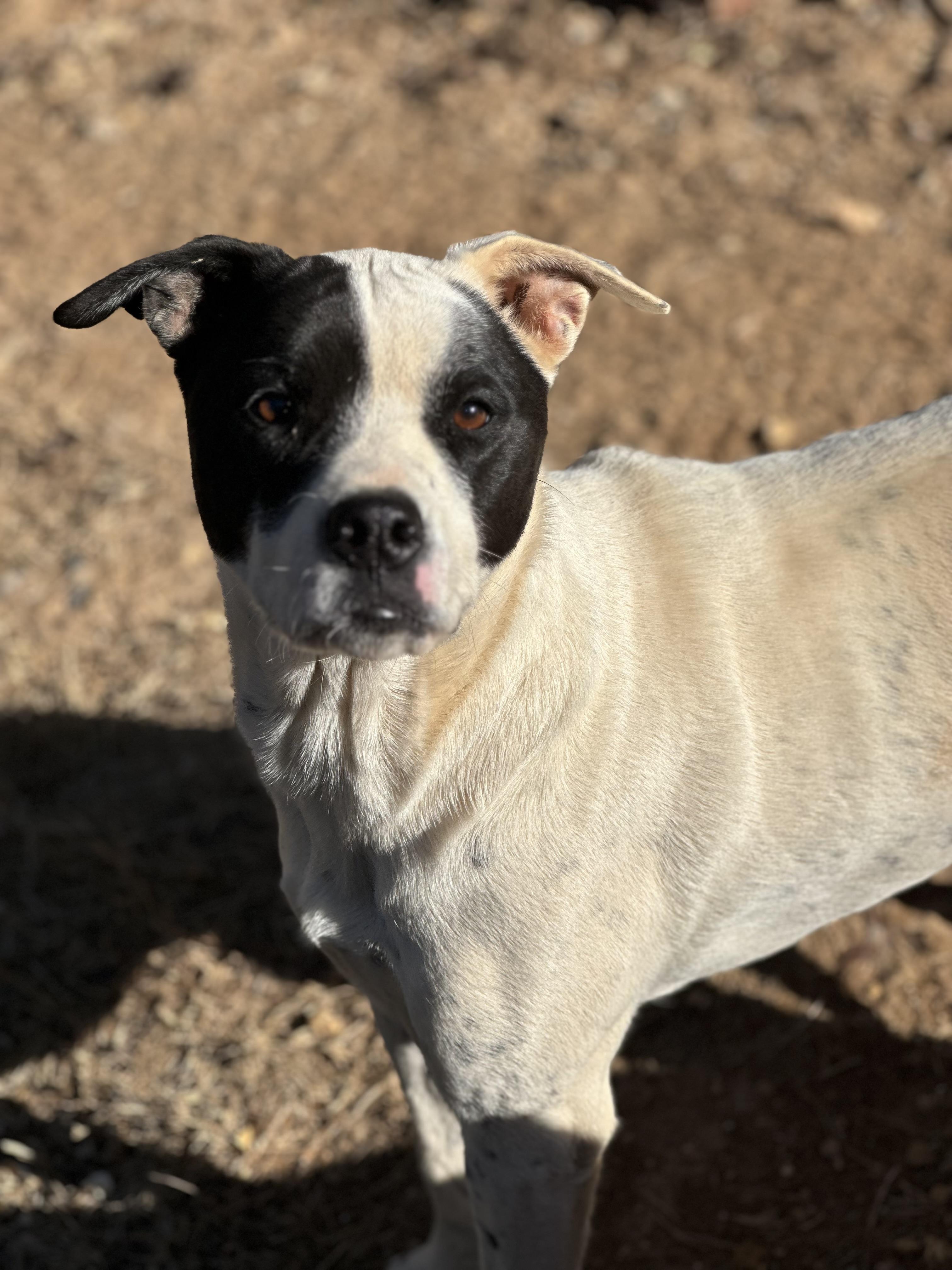 Emily, a Adoptable Mixed Breed in Harriman, TN image 5/5
