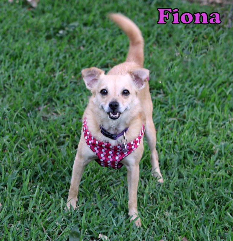 FIONA, Adopted, Adult Female Chihuahua.