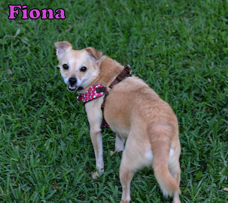 Enlarge FIONA, a Adopted Chihuahua in Humble, TX image 4/5