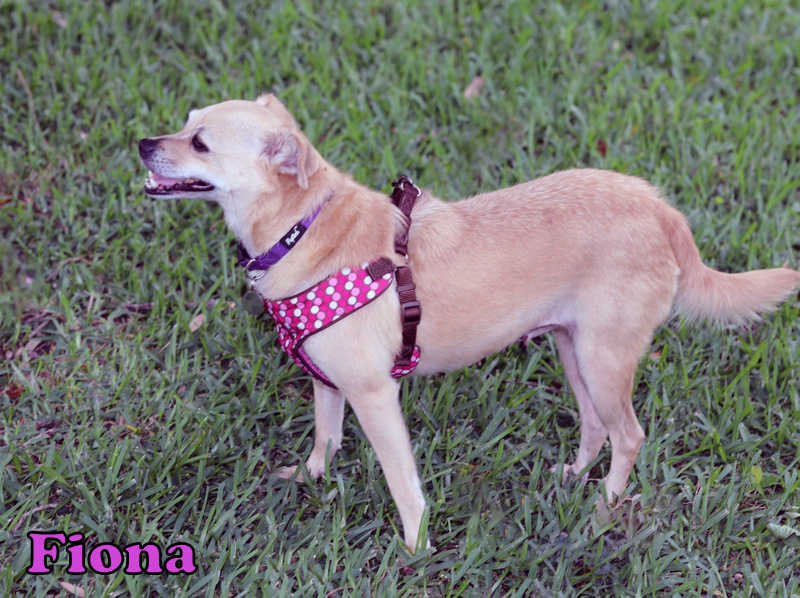 Enlarge FIONA, a Adopted Chihuahua in Humble, TX image 3/5