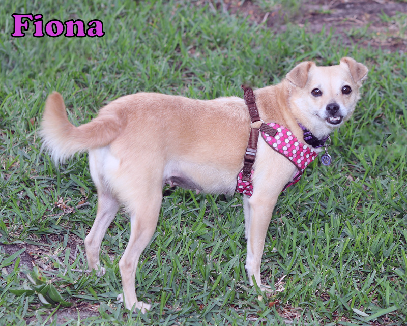 Enlarge FIONA, a Adopted Chihuahua in Humble, TX image 2/5