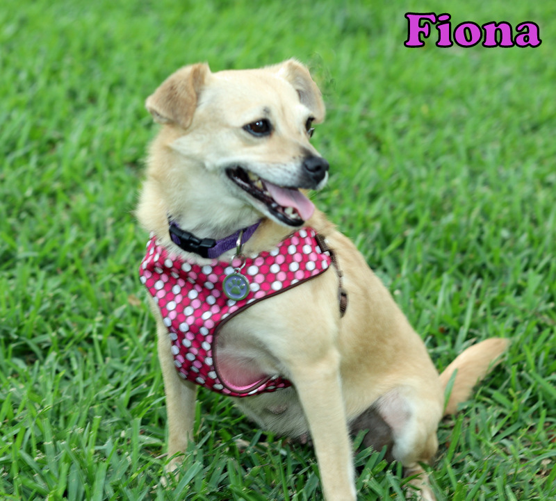 Enlarge FIONA, a Adopted Chihuahua in Humble, TX image 5/5
