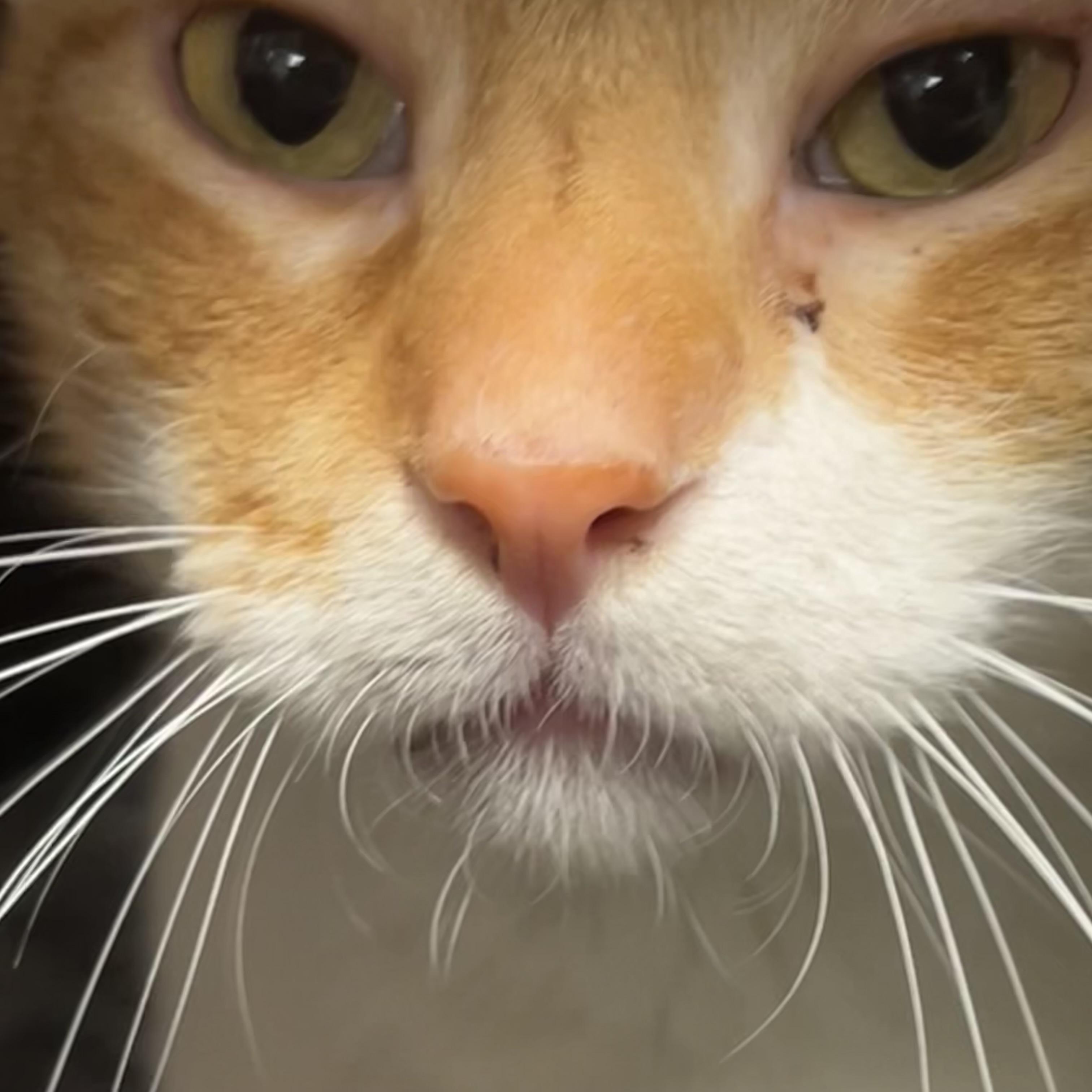 Dañiel PR, a Adoptable Domestic Short Hair in Burlington, VT image 1/6