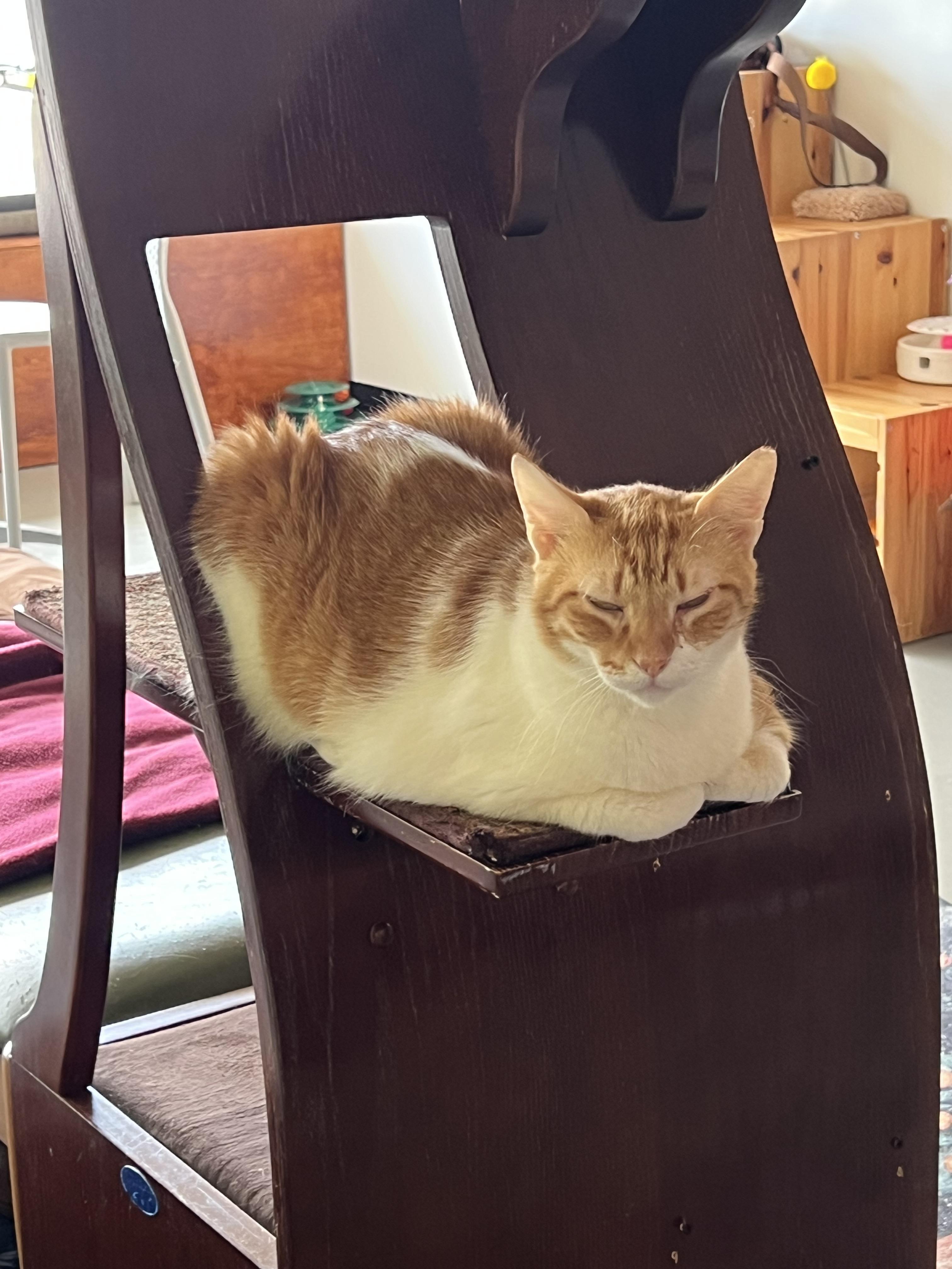 Dañiel PR, a Adoptable Domestic Short Hair in Burlington, VT image 2/6