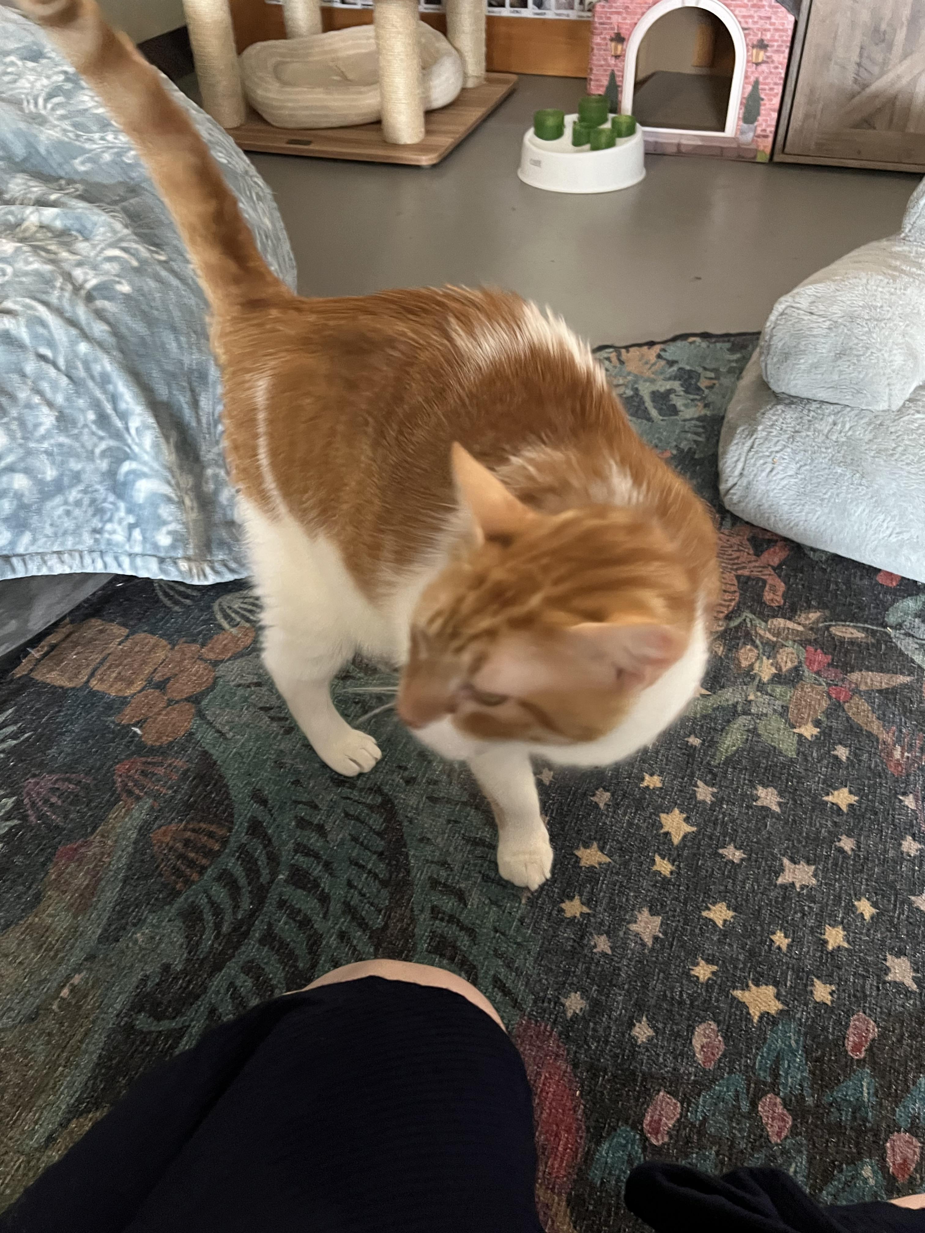 Dañiel PR, a Adoptable Domestic Short Hair in Burlington, VT image 3/6