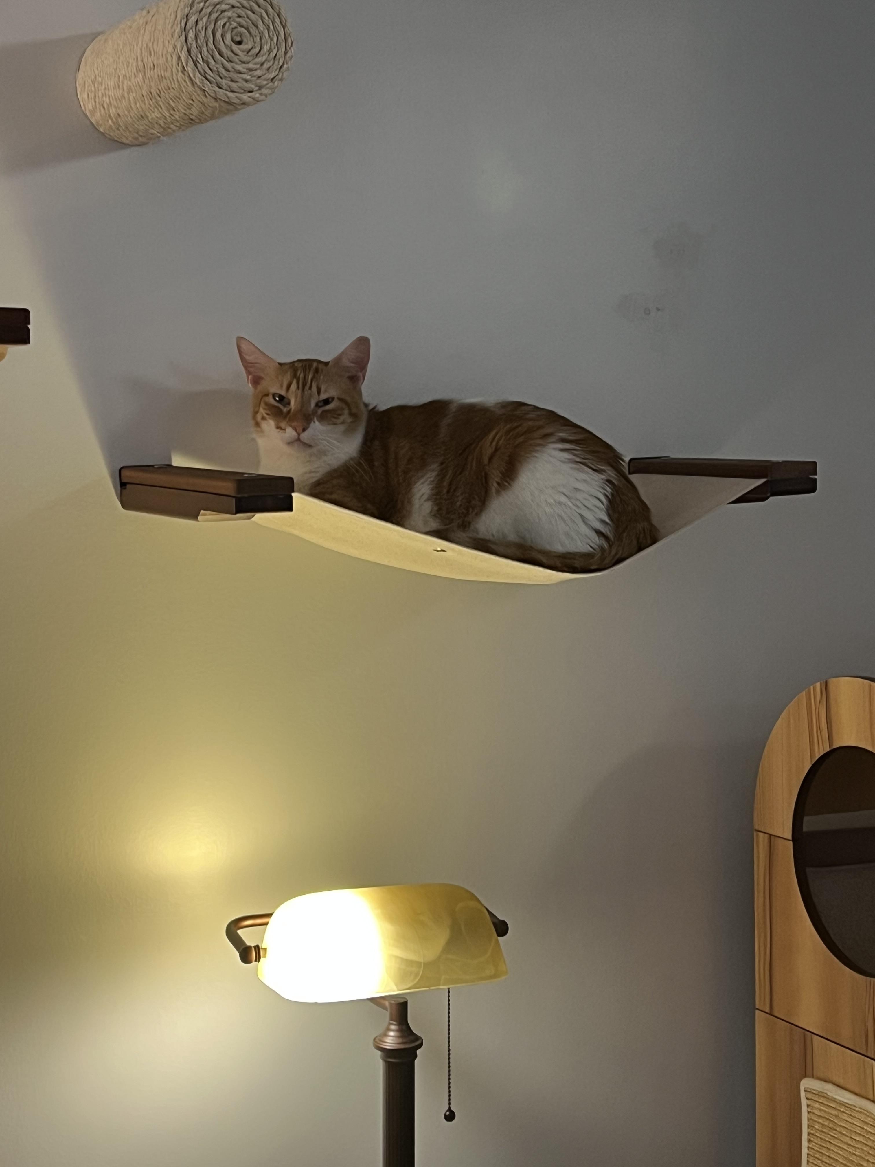 Dañiel PR, a Adoptable Domestic Short Hair in Burlington, VT image 4/6