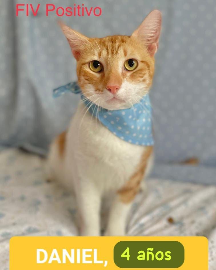 Dañiel PR, a Adoptable Domestic Short Hair in Burlington, VT image 5/6