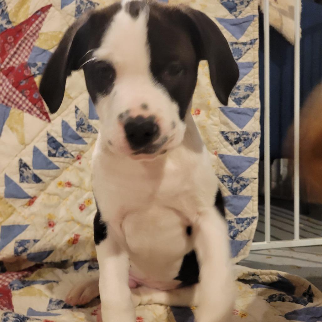 Enlarge Aspen, a Adoptable mixed breed in Avon, OH image 4/6