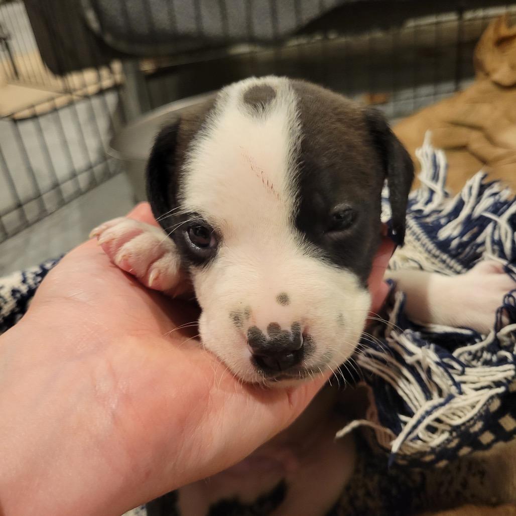 Enlarge Aspen, a Adoptable mixed breed in Avon, OH image 1/6