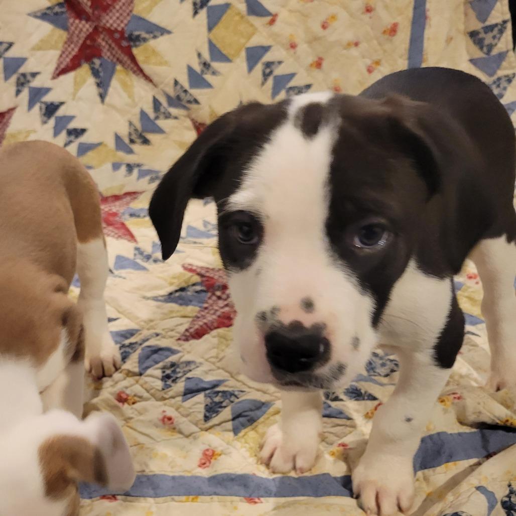 Enlarge Aspen, a Adoptable mixed breed in Avon, OH image 5/6