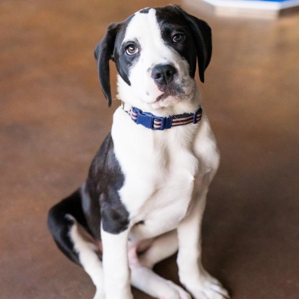 Enlarge Aspen, a Adoptable mixed breed in Avon, OH image 3/6