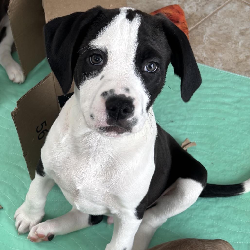 Aspen, Adoptable, Puppy Male Pit Bull Terrier & Mixed Breed.