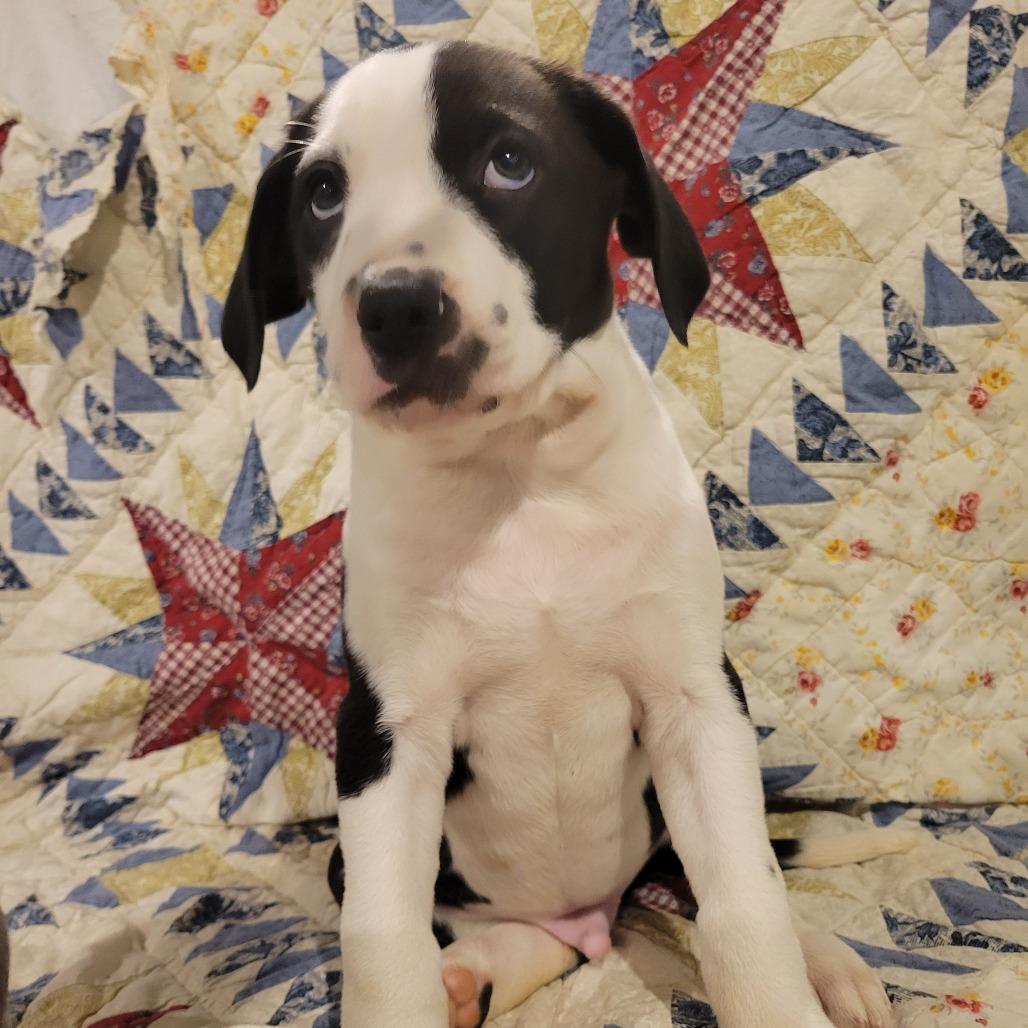 Enlarge Aspen, a Adoptable mixed breed in Avon, OH image 6/6