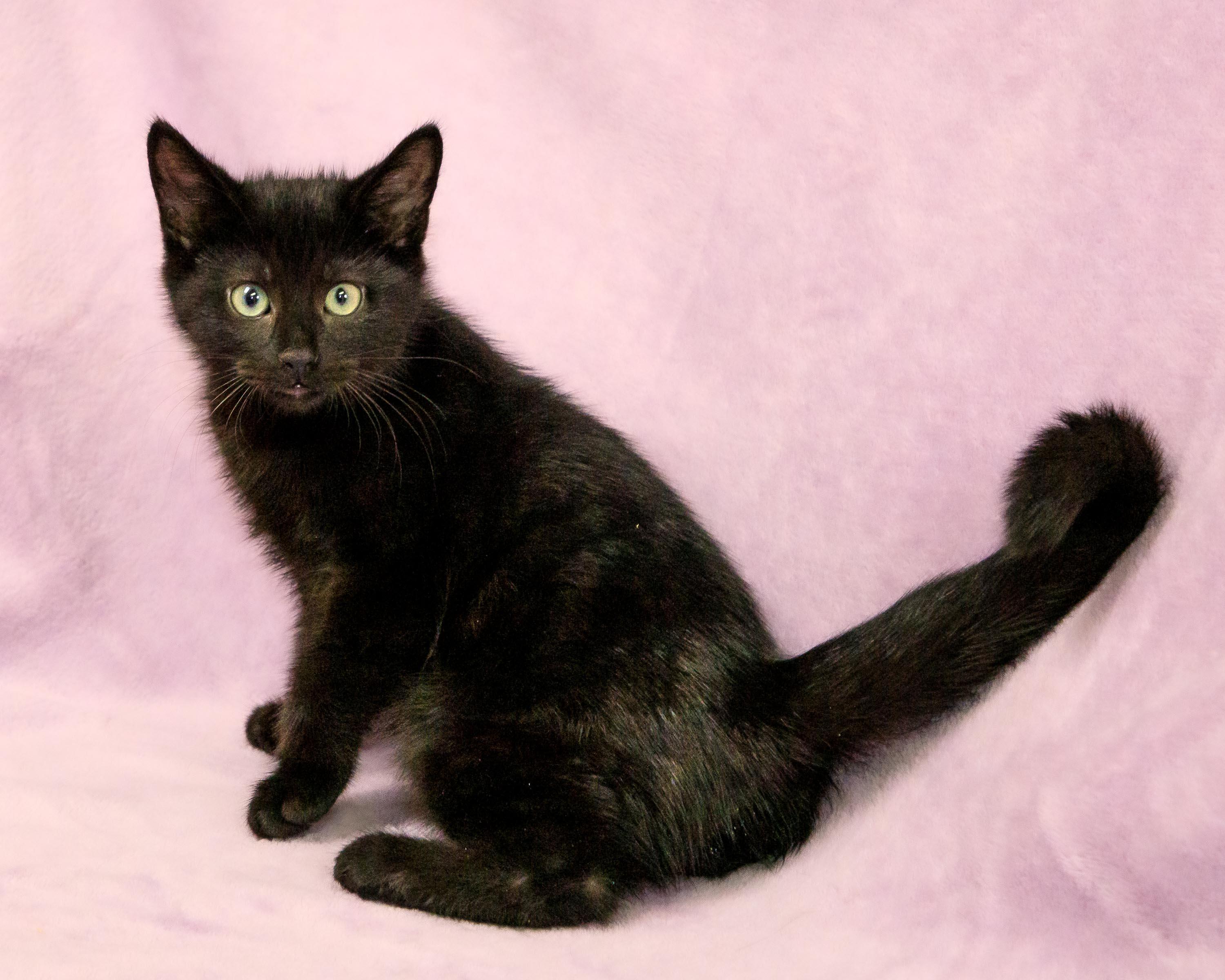 Appt. Pending - Vaughn