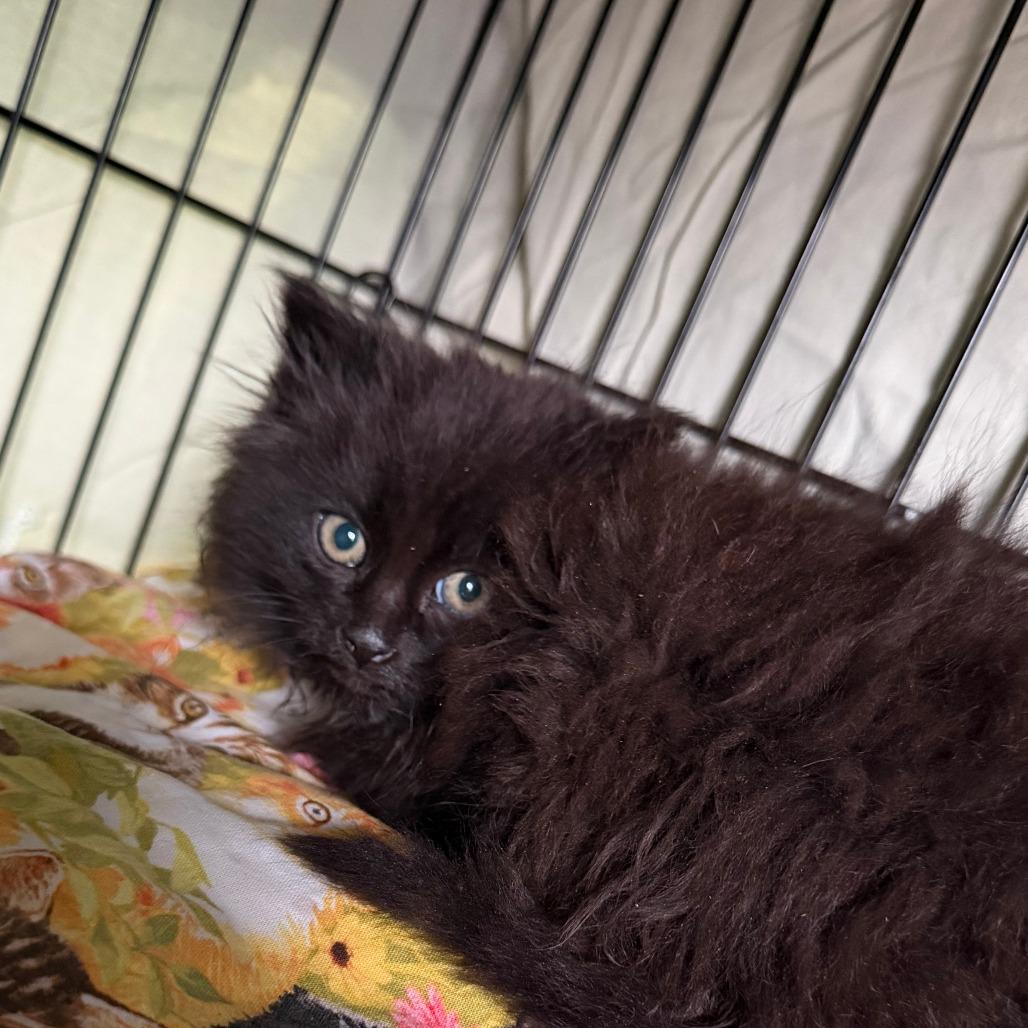 Edwyn, Adoptable, Kitten Male Domestic Long Hair.