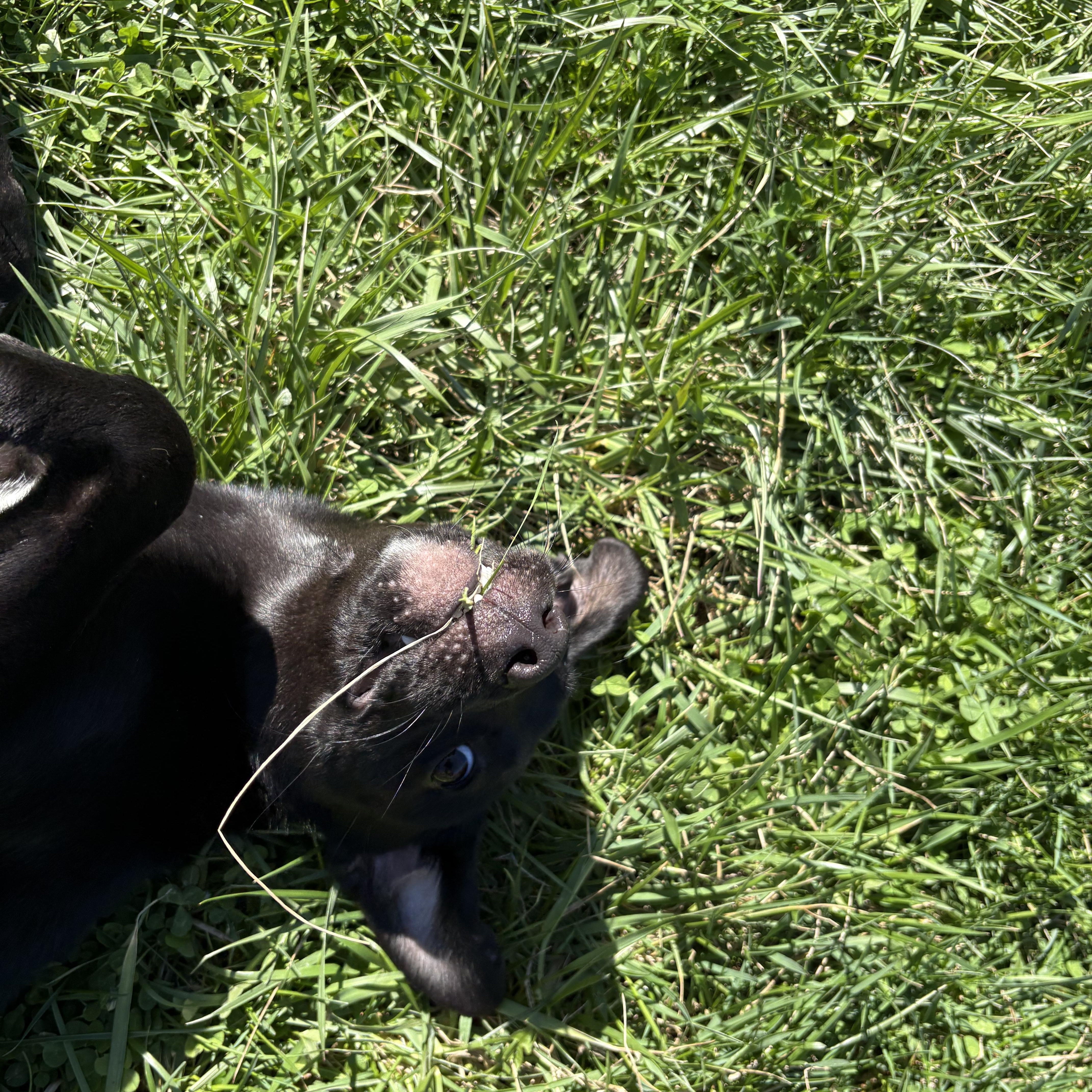 Enlarge Scallion, an adopted mixed breed in Wilder, KY image 5/6