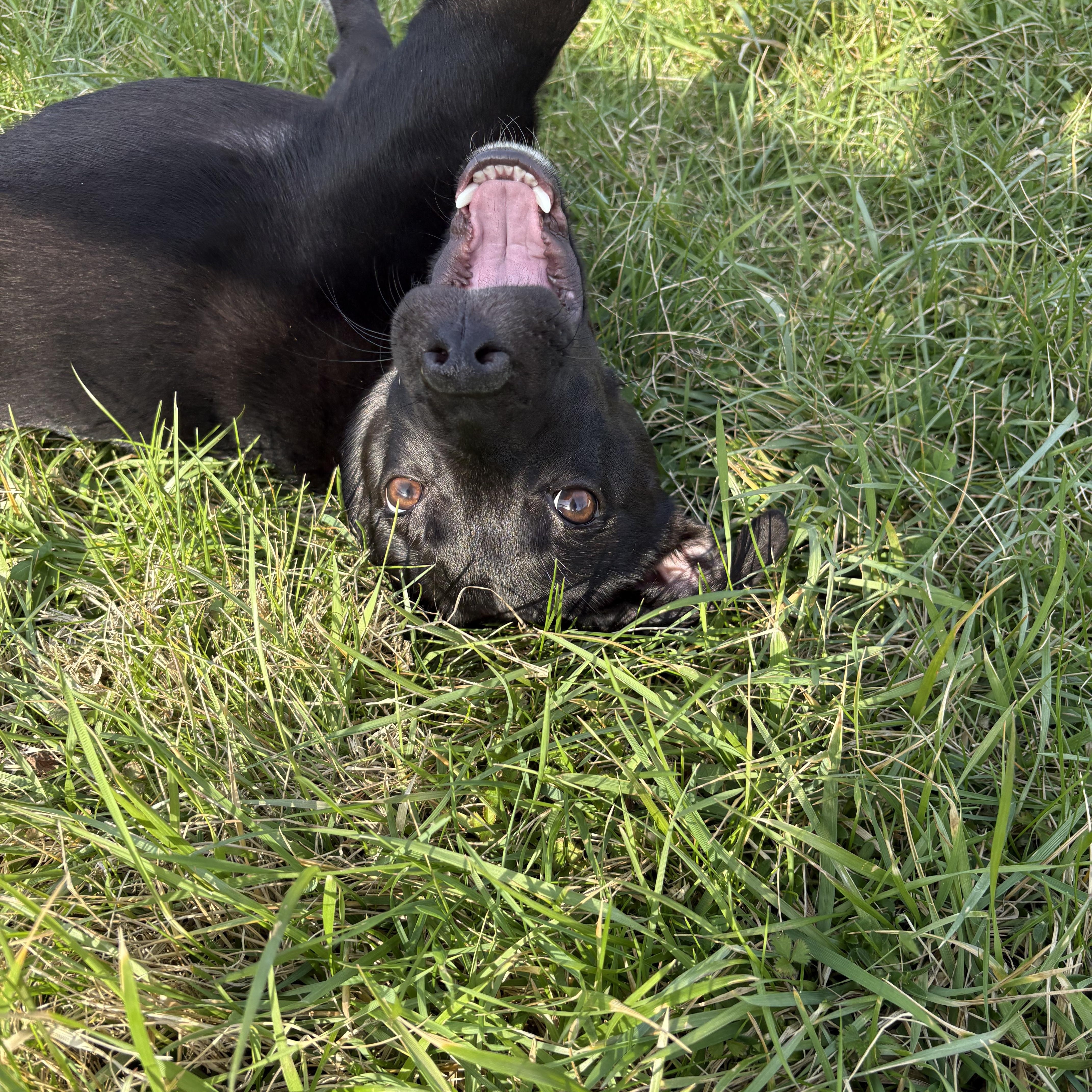 Enlarge Scallion, an adopted mixed breed in Wilder, KY image 2/6