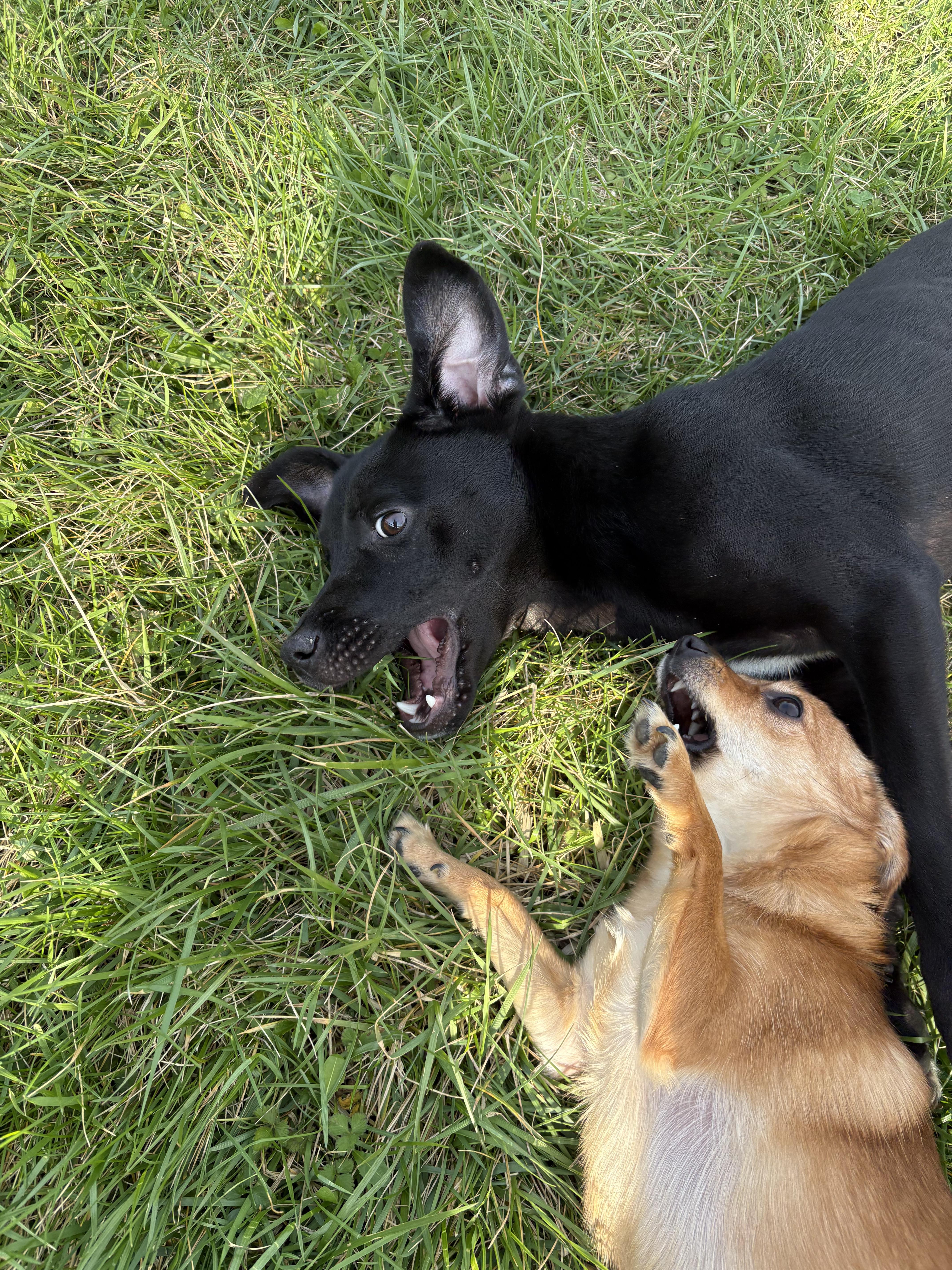 Enlarge Scallion, an adopted mixed breed in Wilder, KY image 3/6