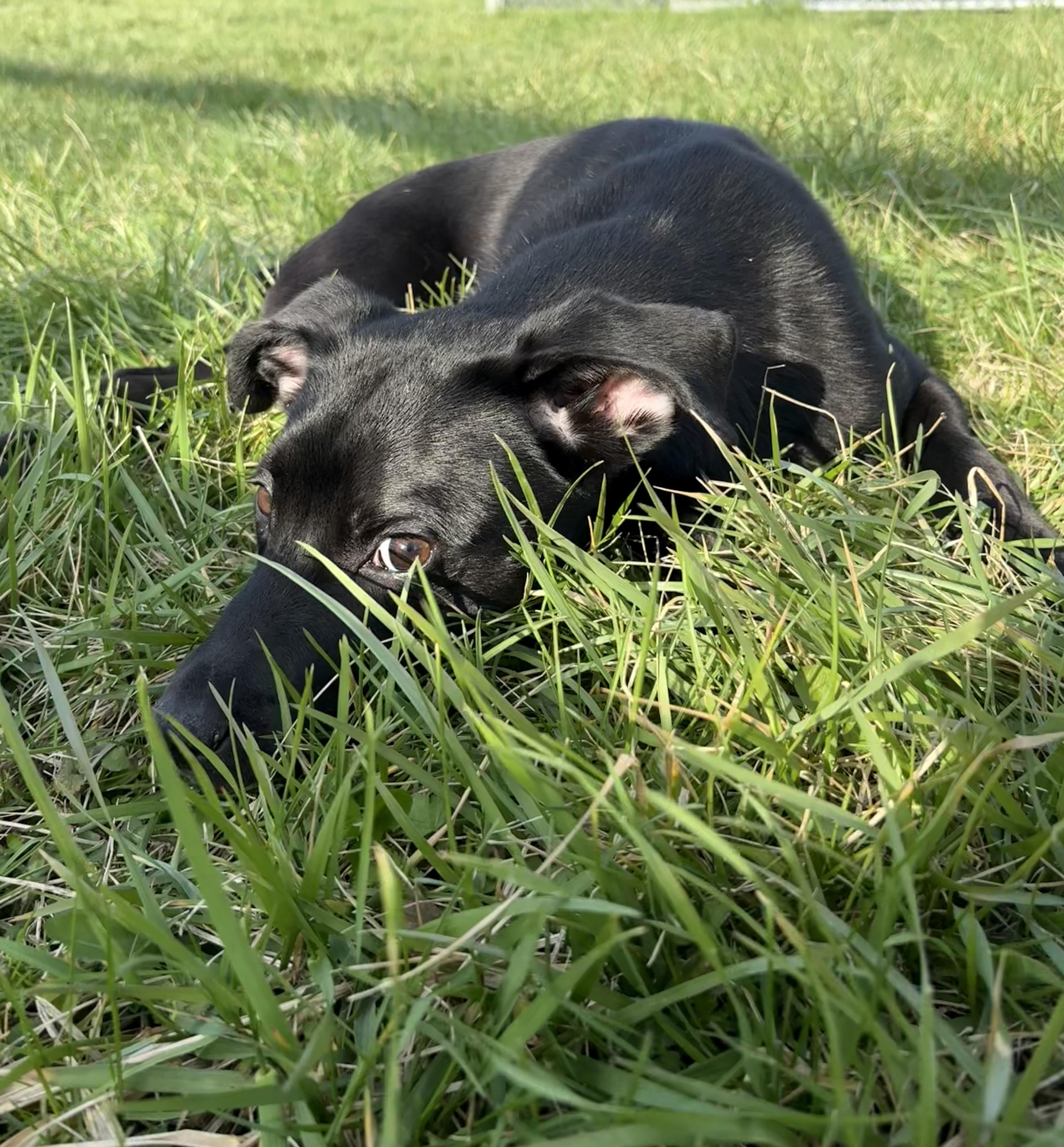 Enlarge Scallion, an adopted mixed breed in Wilder, KY image 6/6