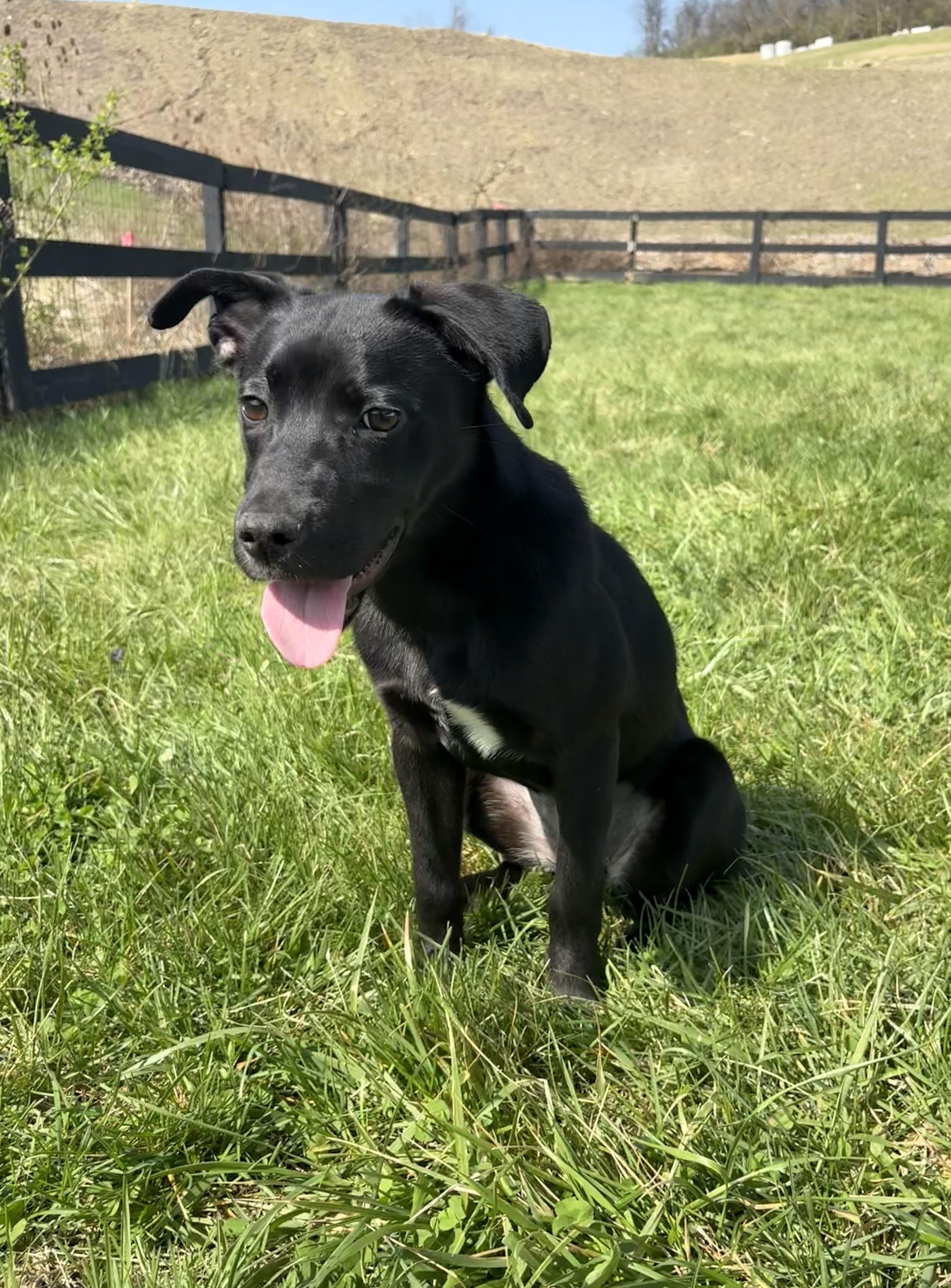 Scallion, adopted, Young Female Black Labrador Retriever & Terrier.