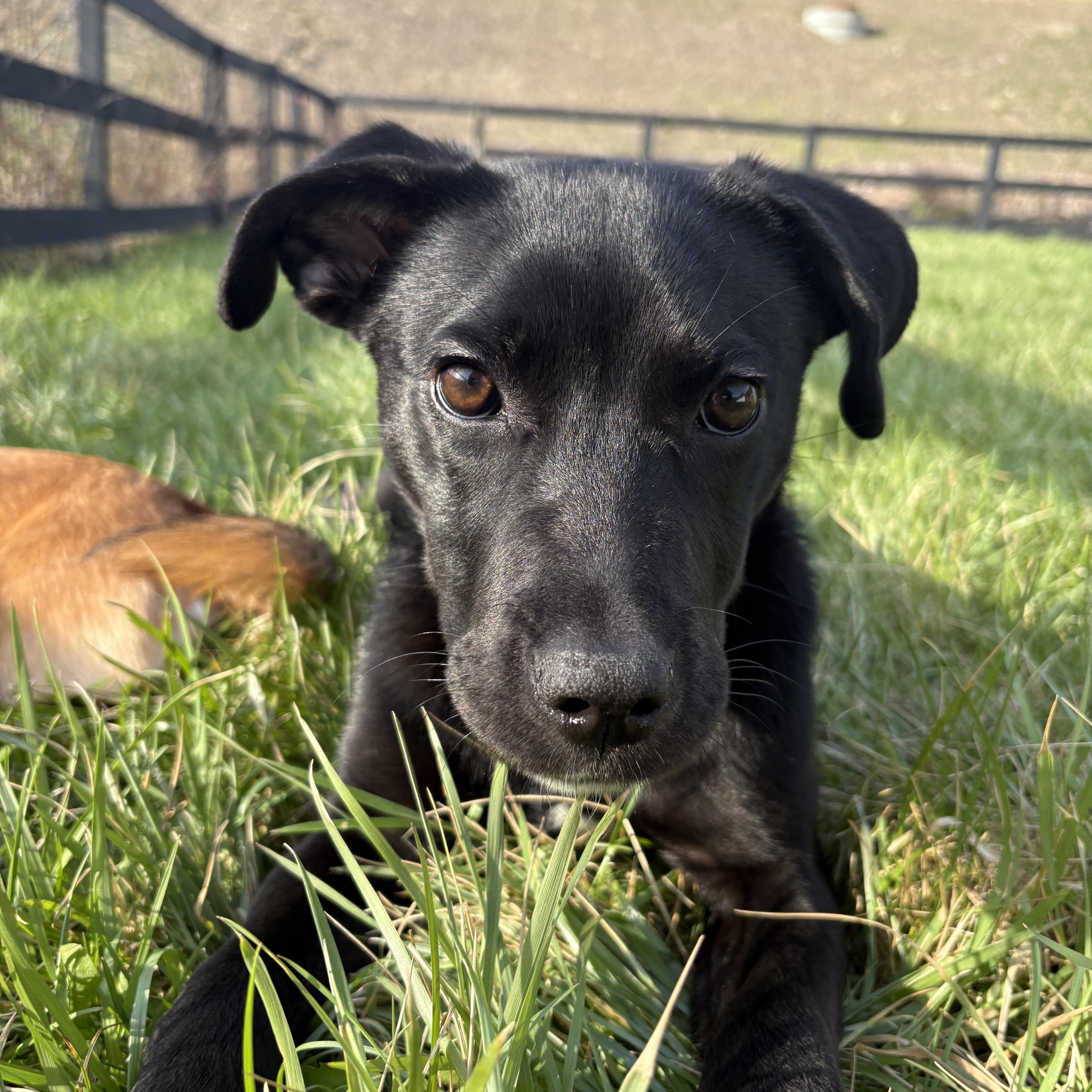 Enlarge Scallion, an adopted mixed breed in Wilder, KY image 4/6