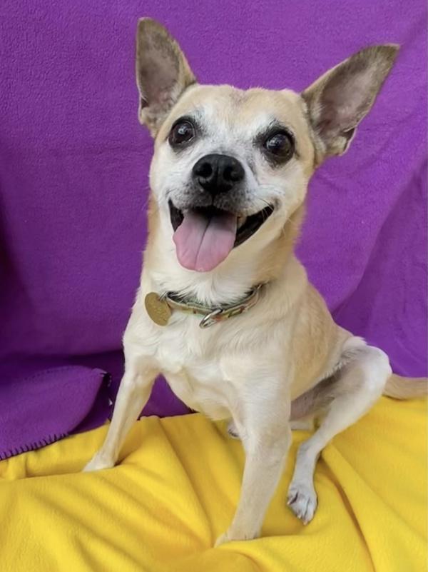 Tyler, Adoptable, Senior Male Chihuahua & Shiba Inu.