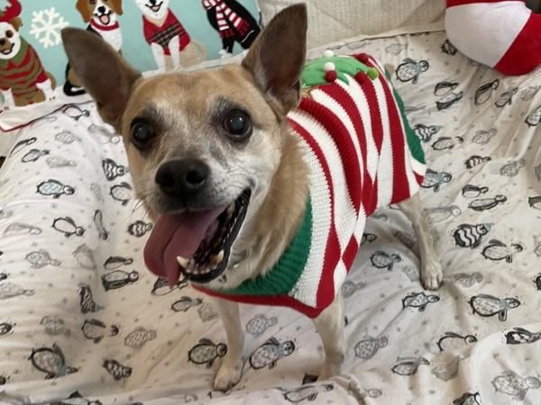 Enlarge Tyler, a Adoptable mixed breed in Oakland, NJ image 2/6