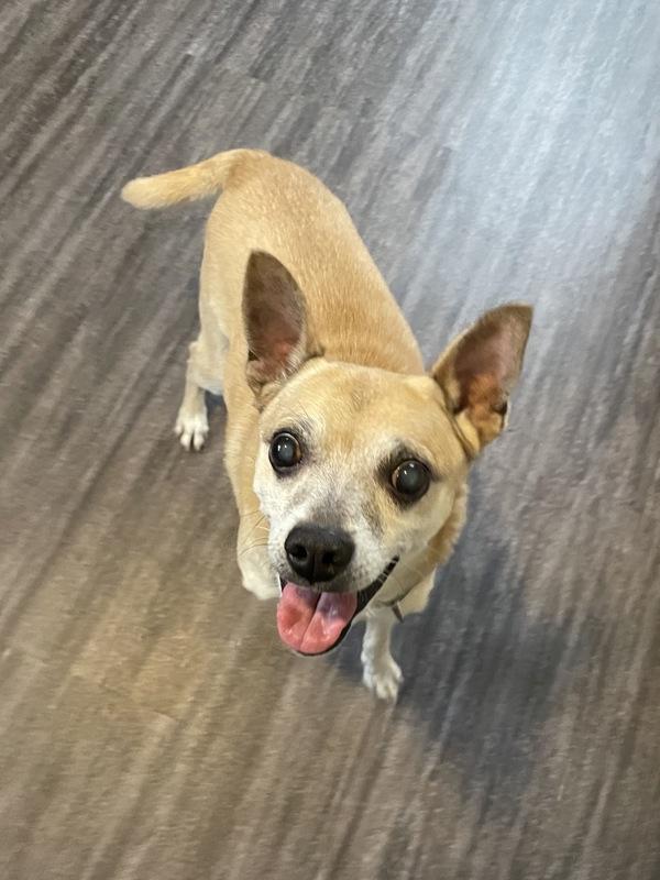 Enlarge Tyler, a Adoptable mixed breed in Oakland, NJ image 3/6