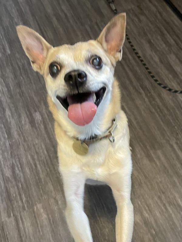 Tyler, a Adoptable mixed breed in Oakland, NJ image 2/6