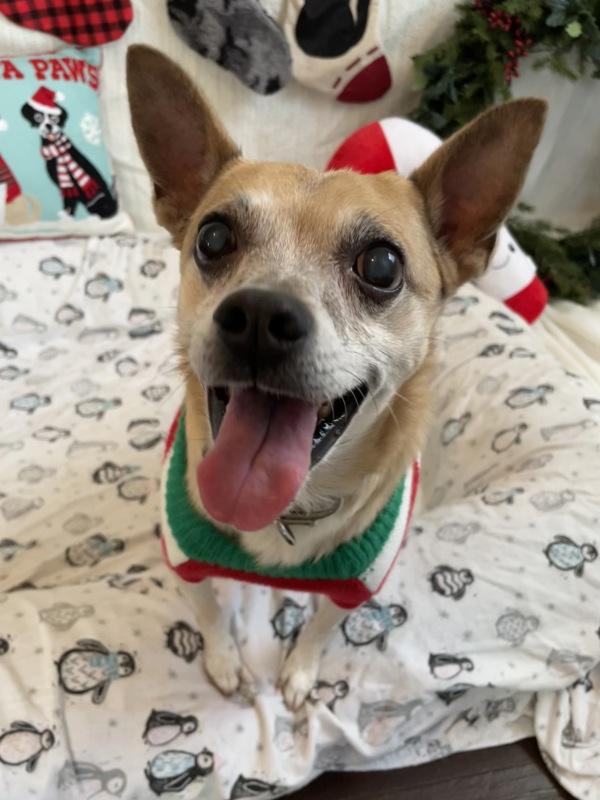 Enlarge Tyler, a Adoptable mixed breed in Oakland, NJ image 5/6