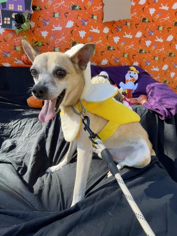 Enlarge Tyler, a Adoptable mixed breed in Oakland, NJ image 6/6