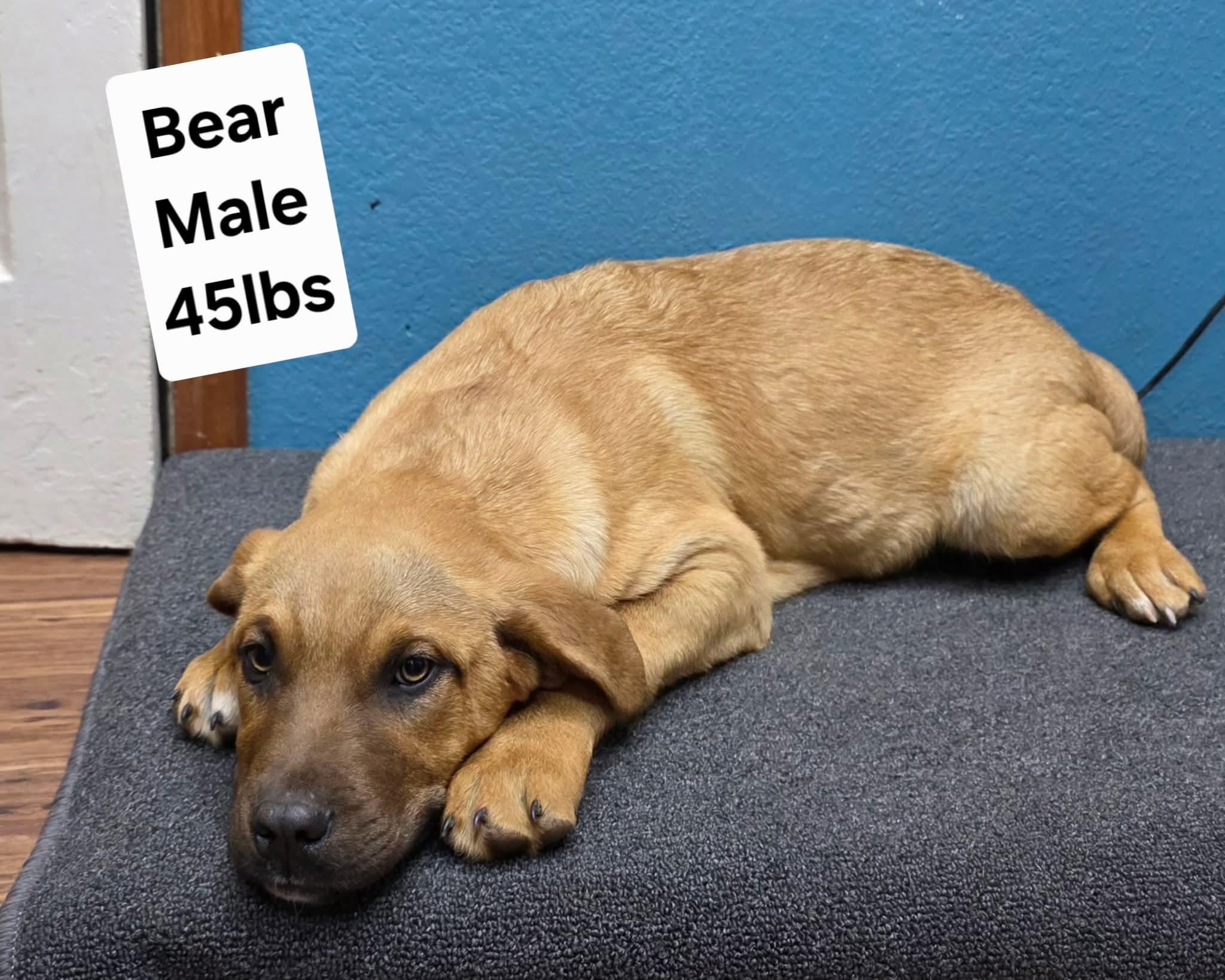 Enlarge T-Bear, an adopted Mixed Breed in Billings, MT image 1/1