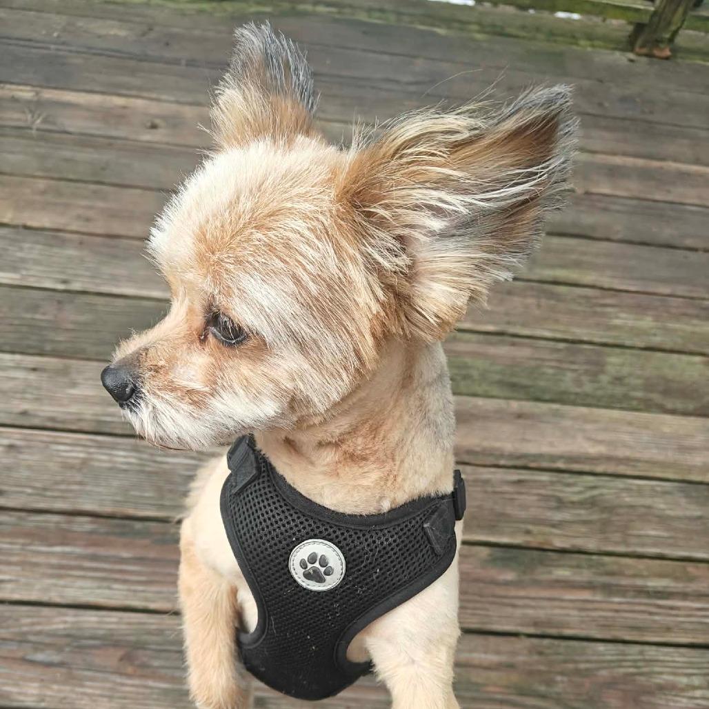 Enlarge Louie, a ADOPTABLE mixed breed in Woburn, MA image 2/4