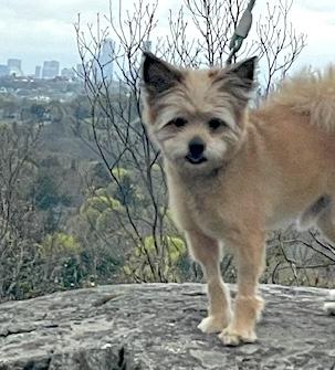 Enlarge Louie, a ADOPTABLE mixed breed in Woburn, MA image 3/4