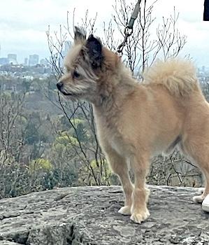 Enlarge Louie, a ADOPTABLE mixed breed in Woburn, MA image 4/4