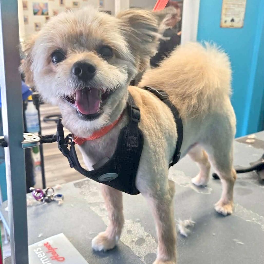 Louie, ADOPTABLE, Adult Male Yorkshire Terrier & Pomeranian.