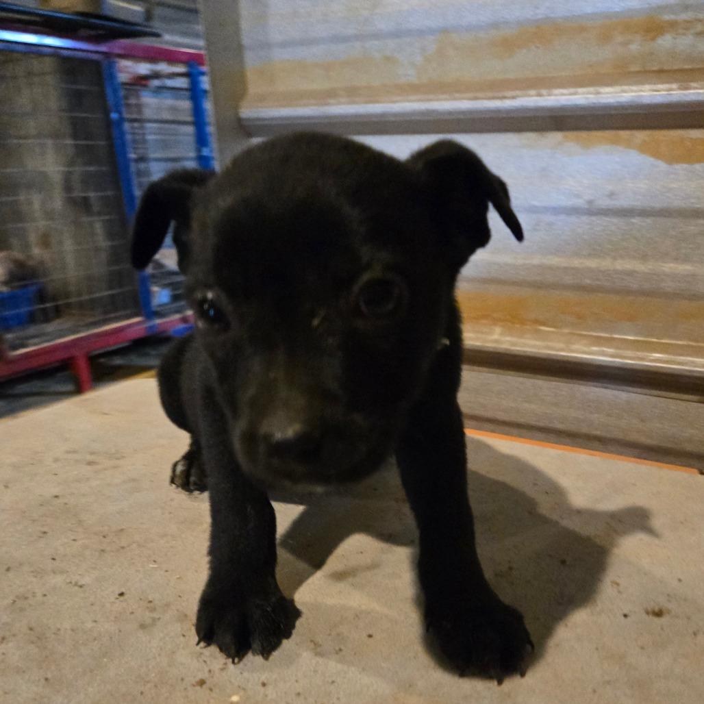 Ember — thumbnail 2