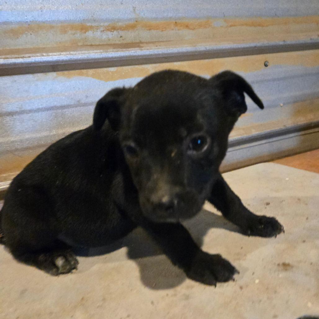 Ember — thumbnail 3