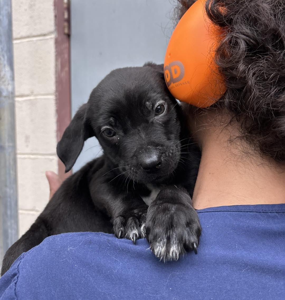 Enlarge Cheeto, an adopted mixed breed in Stillwater, OK image 1/1