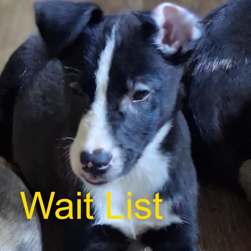 Blakie, Adoptable, Puppy Male Black Labrador Retriever & Siberian Husky.