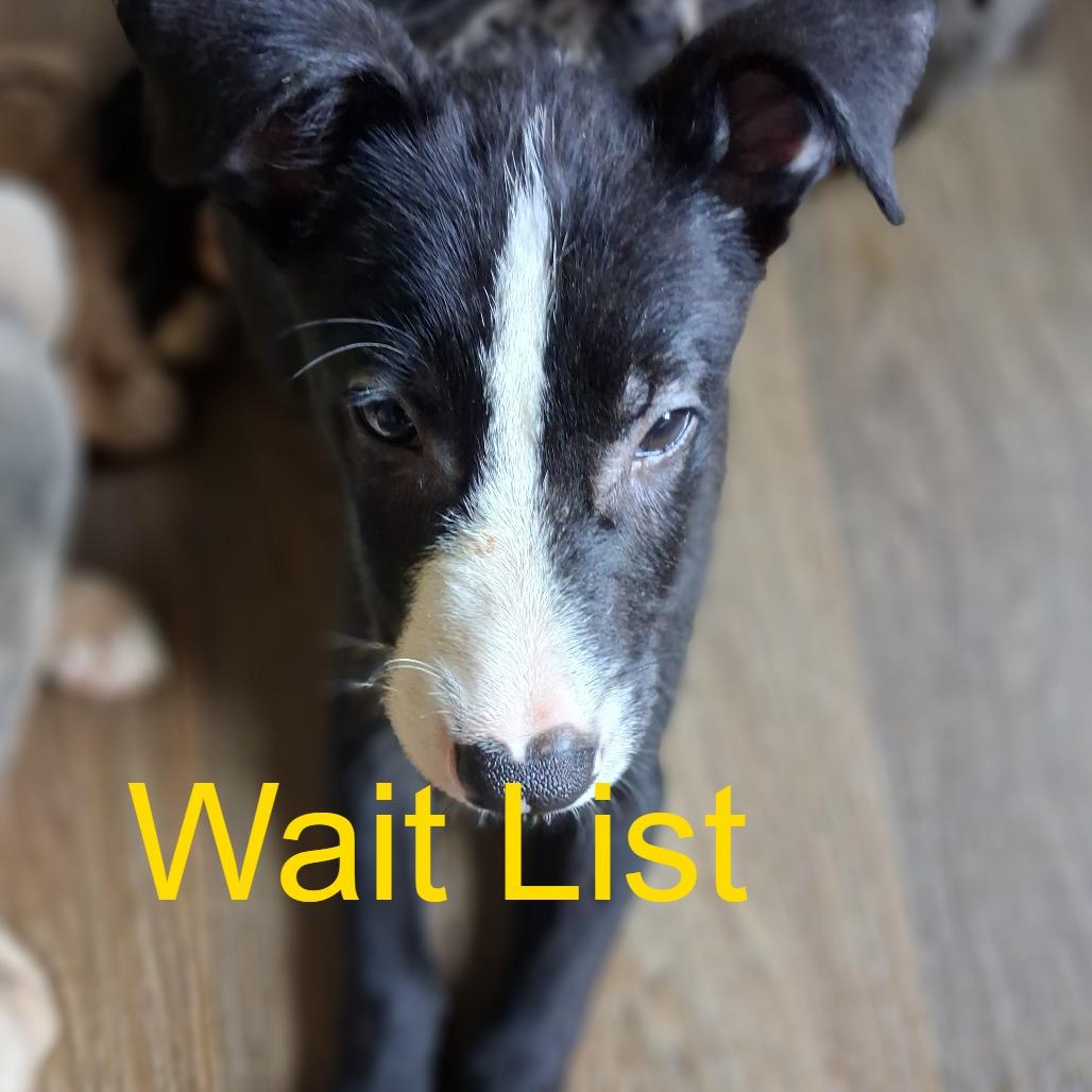 Enlarge Blakie, a Adoptable mixed breed in Livingston, TX image 2/2