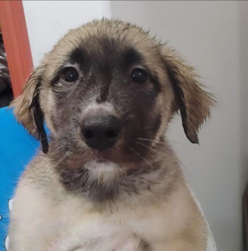 Birch, a Adoptable mixed breed in Thompson Falls, MT image 1/2