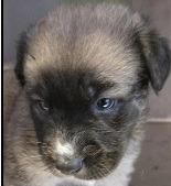 Birch, a Adoptable mixed breed in Thompson Falls, MT image 2/2