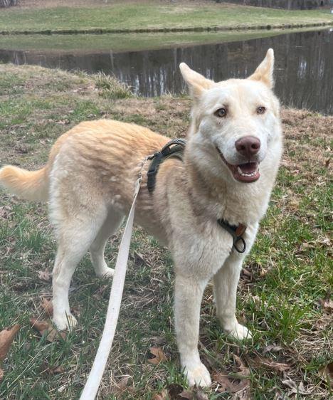 Sawyer, Adoptable, Adult Male Husky.
