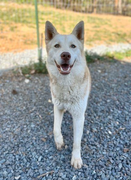 Enlarge Sawyer, a Adoptable Husky in Mocksville, NC image 2/4