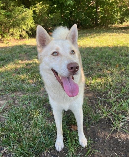 Sawyer, Adoptable, Adult Male Husky.