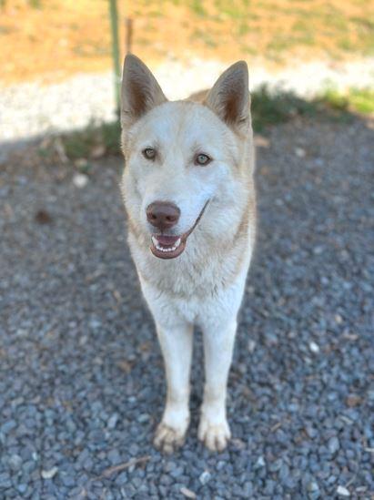 Enlarge Sawyer, a Adoptable Husky in Mocksville, NC image 3/4