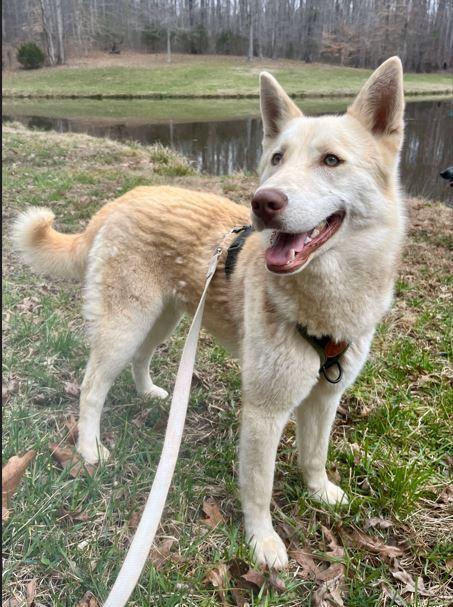 Enlarge Sawyer, a Adoptable Husky in Mocksville, NC image 4/4
