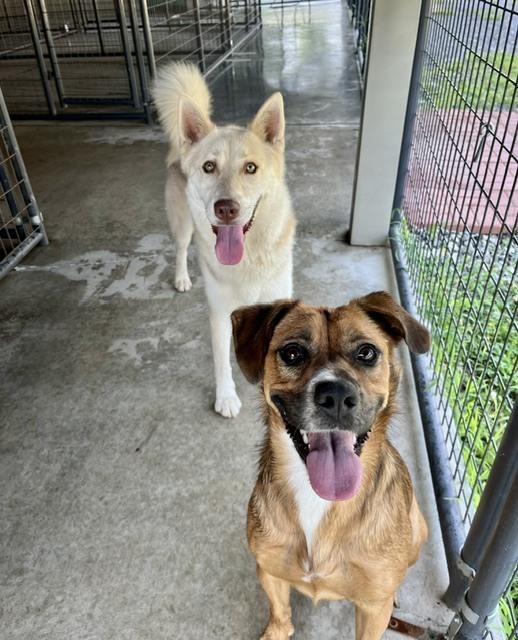 Enlarge Sawyer, a Adoptable Husky in Mocksville, NC image 2/3