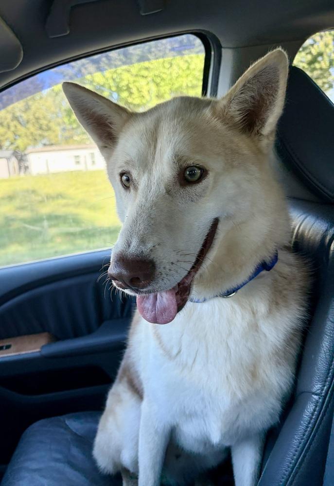 Enlarge Sawyer, a Adoptable Husky in Mocksville, NC image 3/5
